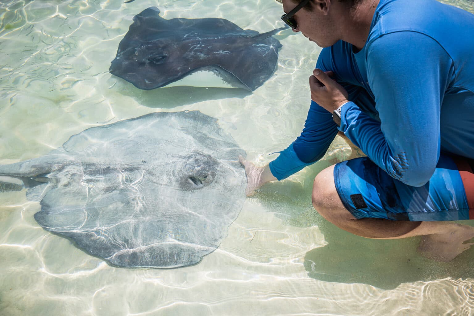 Stingray feeding in the Bahamas