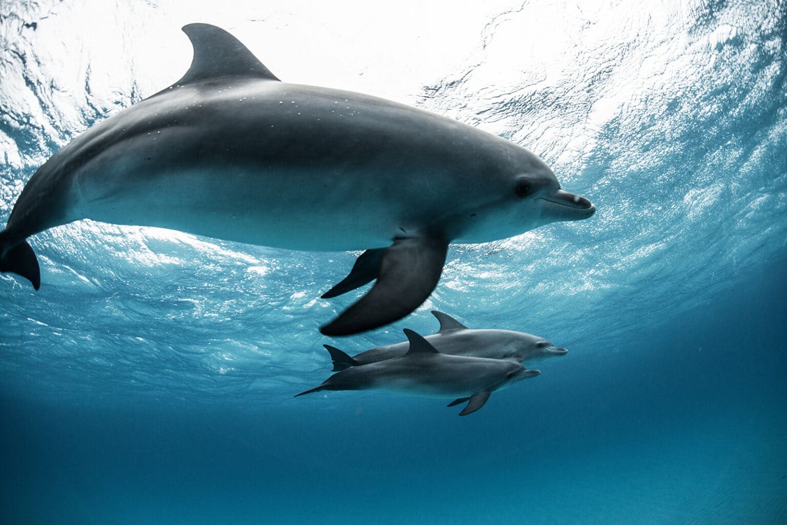 Atlantic spotted dolphin (Stenella frontalis), swimming underwater, close-up, Bahamas