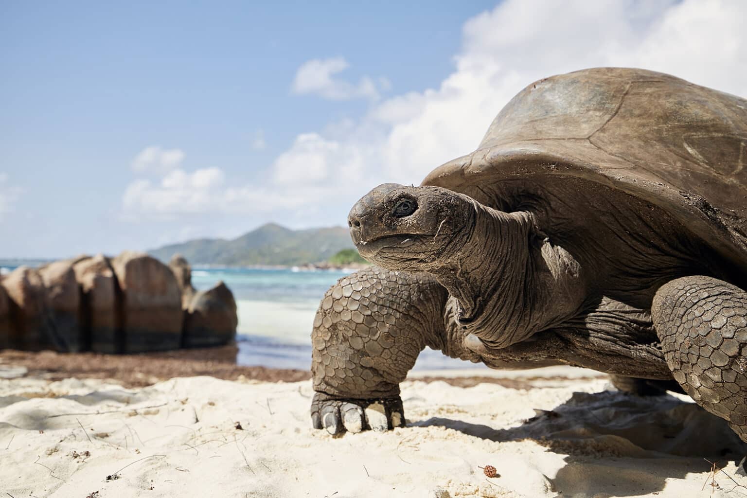 Giant tortoise on beach Seychelles