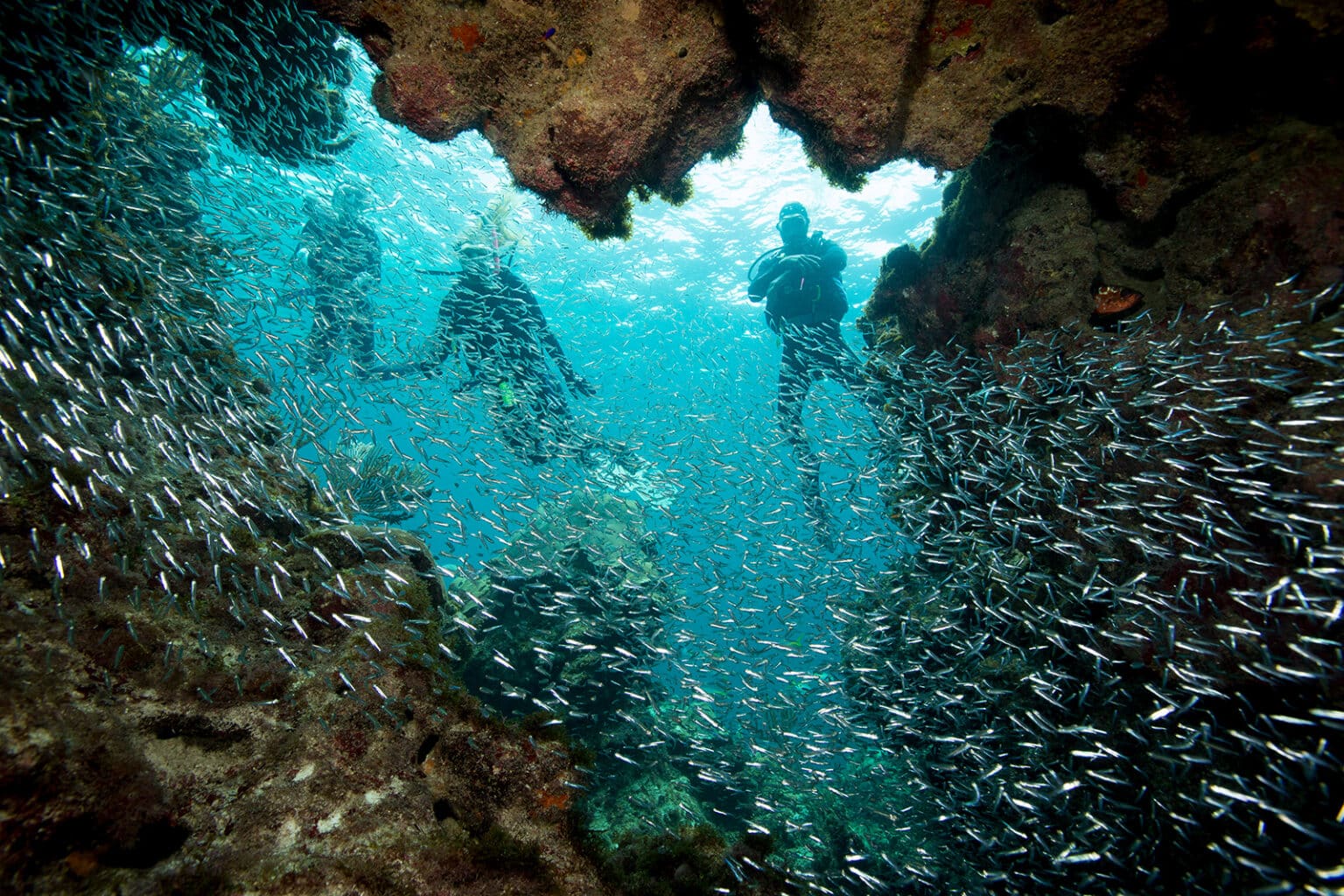 Diving the Bahamas