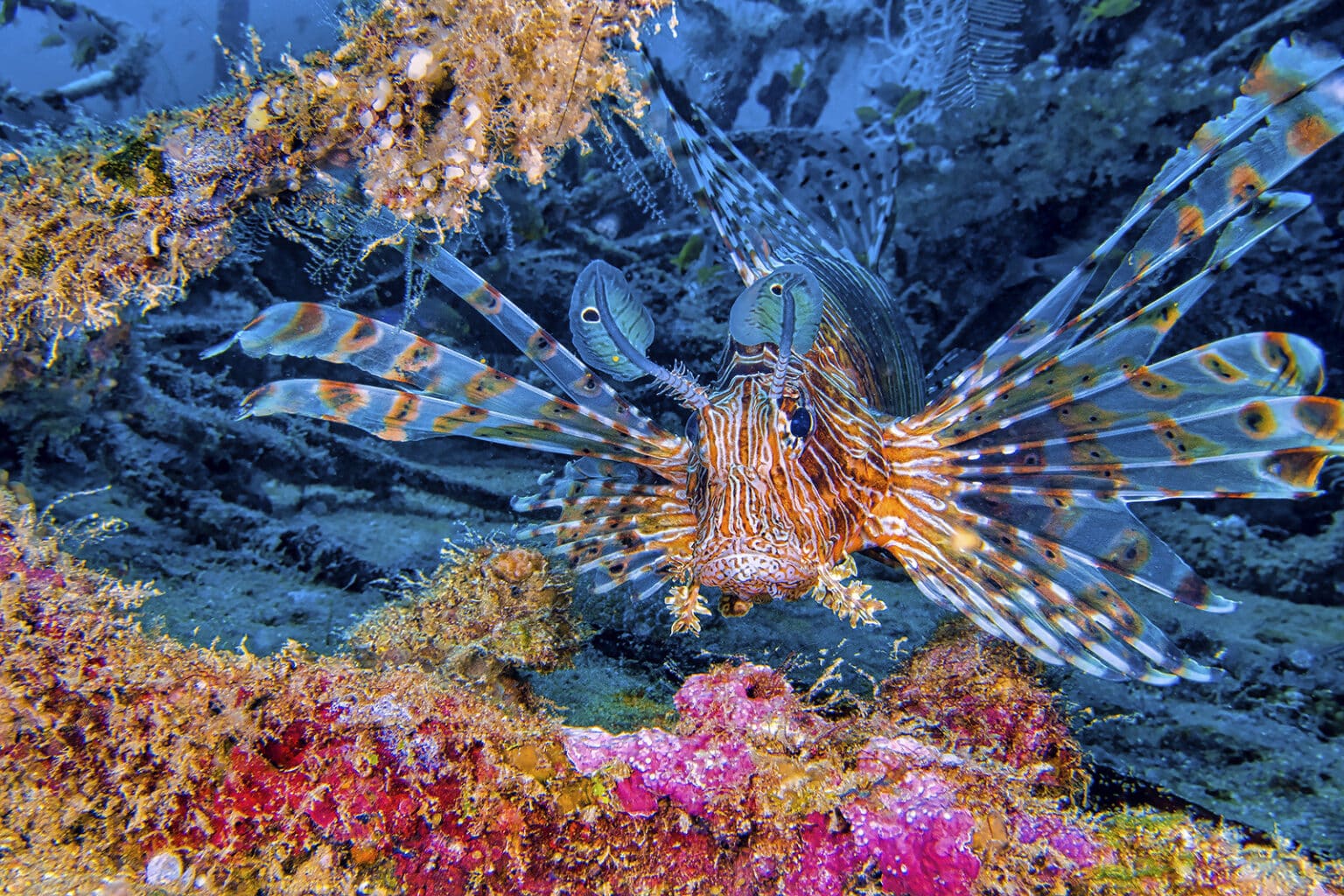 Red Lionfish Sechelles