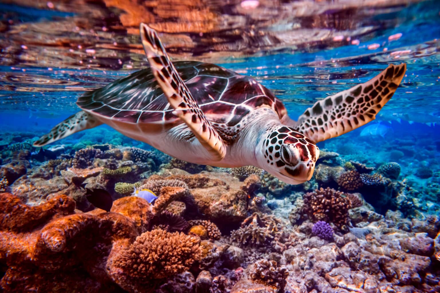 Sea turtle swimming coral reef