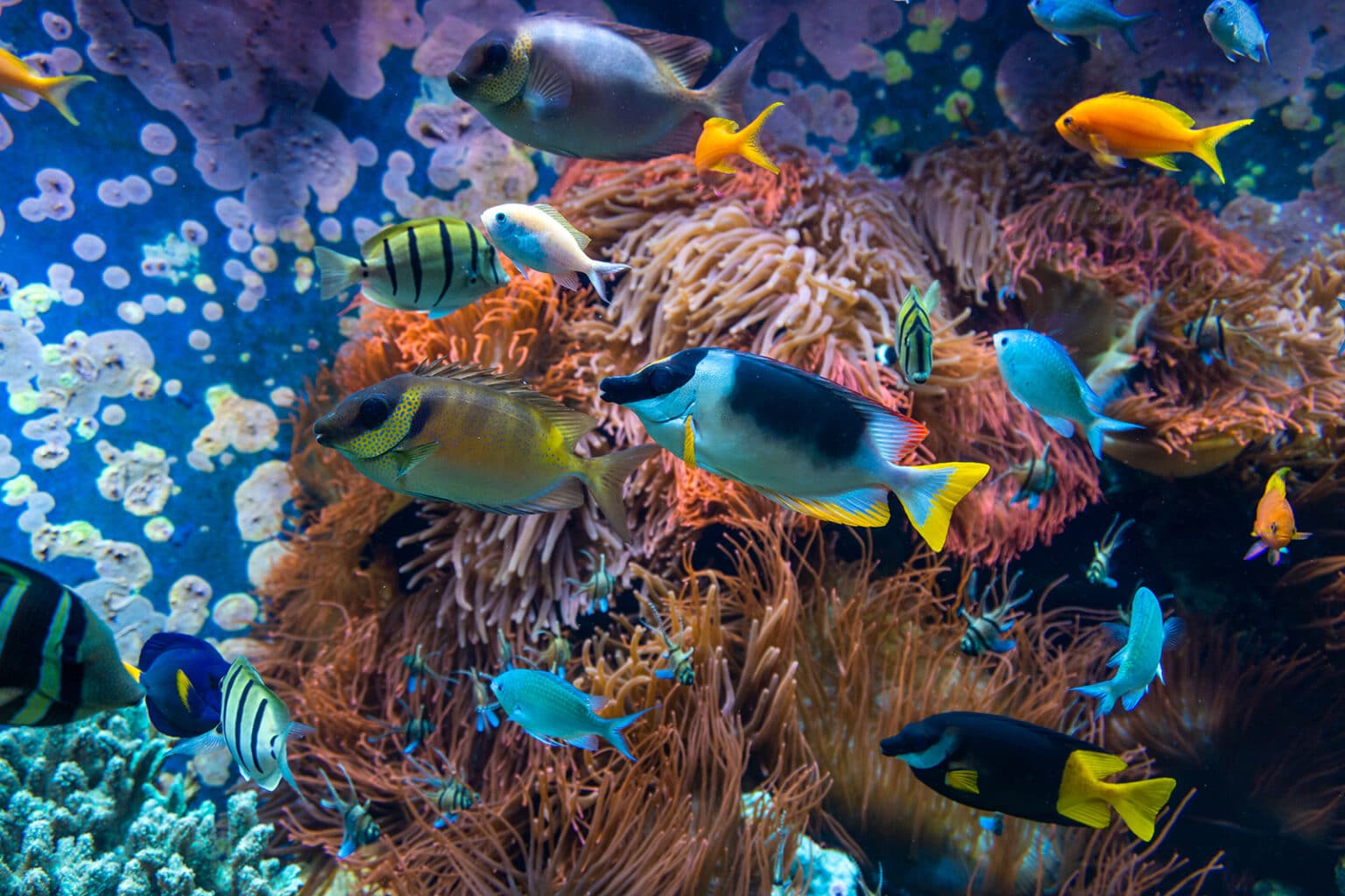 Tropical fish in the Bahamas